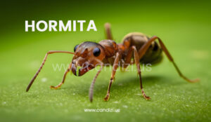 Hormita: The Natural Energy Booster for Sustained Vitality, Mental Clarity, and Holistic Wellness