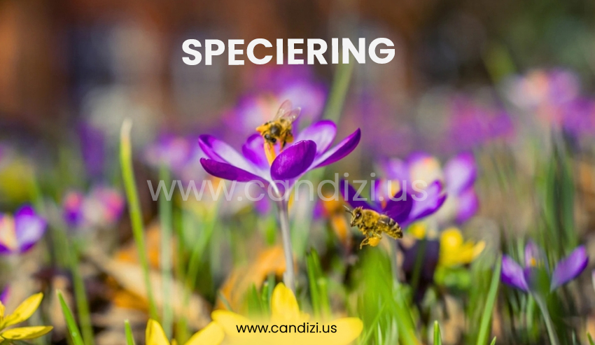 Speciering: How New Species Emerge Through Evolutionary Processes