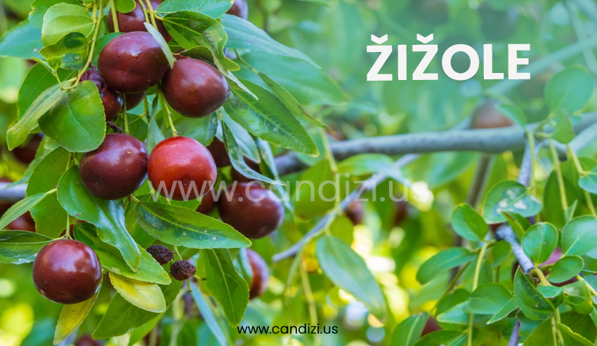 Žižole: Meaning, Origins, Ingredients & Cultural Significance